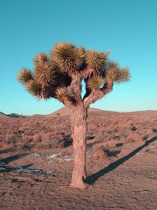 Framed Joshua Tree Print
