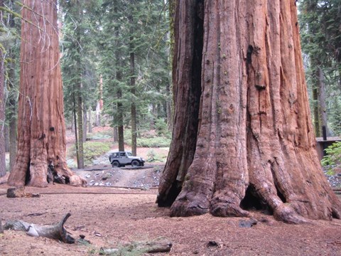 Framed Sequoia Trees 1 Print