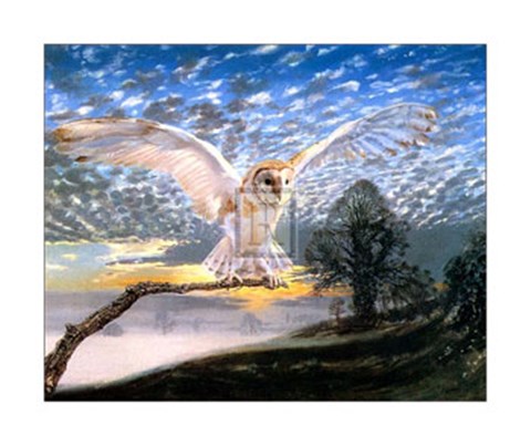 Framed Barn Owl Print