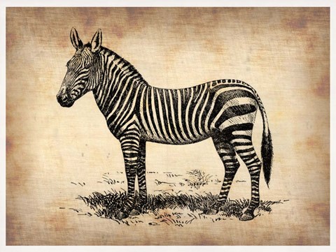 Framed Vintage Zeebra Print