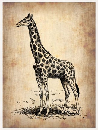Framed Vintage Giraffe Print