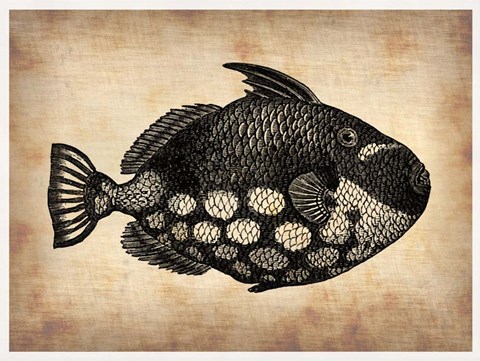 Framed Vintage Fish Print
