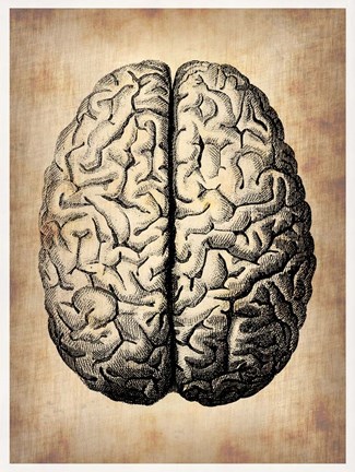 Framed Vintage Brain Print