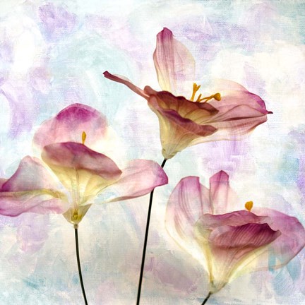 Framed Pink Hyacinth VI Print