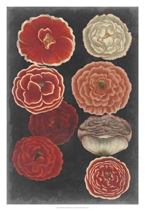 Framed Midnight Poppies Print