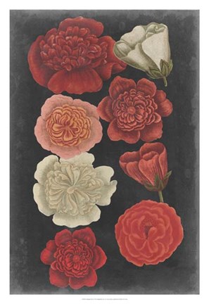 Framed Midnight Roses Print