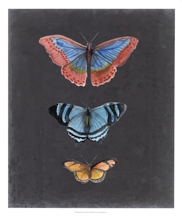 Framed Butterflies on Slate III Print