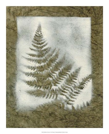 Framed Shadows &amp; Ferns II Print