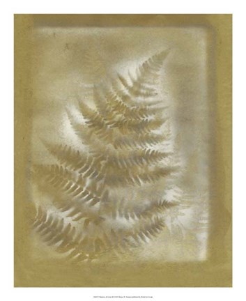 Framed Shadows &amp; Ferns III Print