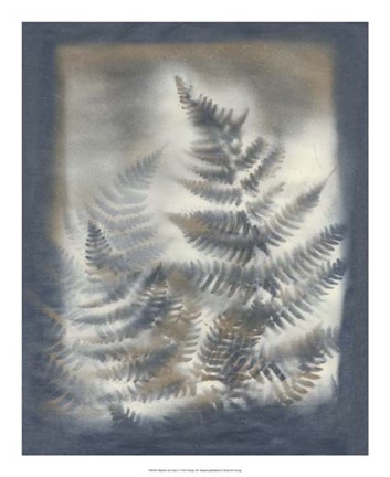 Framed Shadows &amp; Ferns V Print