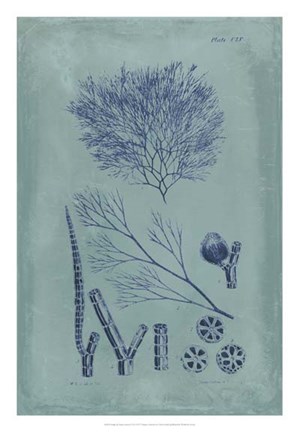 Framed Indigo &amp; Azure Seaweed VI Print