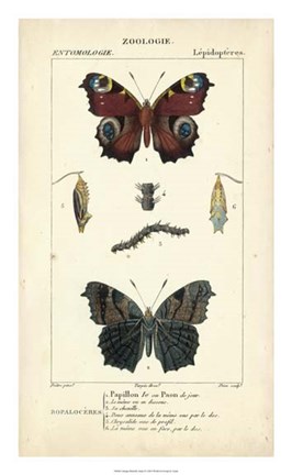 Framed Antique Butterfly Study II Print