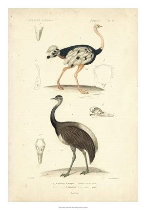 Framed Antique Ostrich Study Print