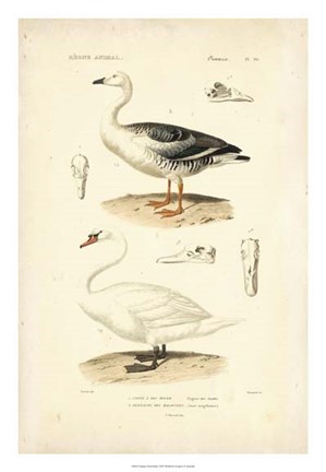 Framed Antique Swan Study Print