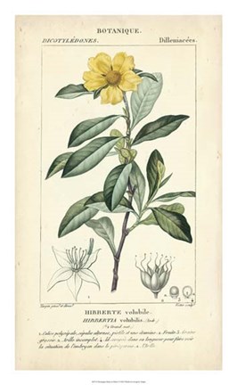 Framed Botanique Study in Yellow I Print