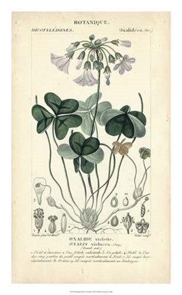Framed Botanique Study in Lavender I Print