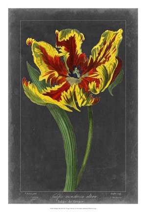 Framed Midnight Tulip III Print
