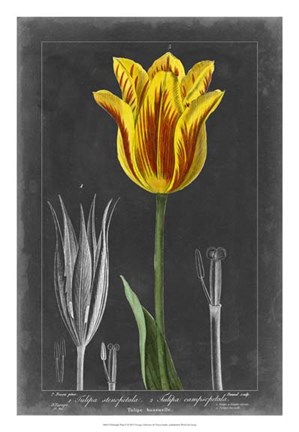 Framed Midnight Tulip V Print