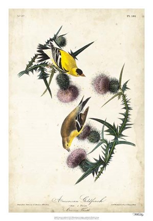 Framed American Goldfinch Print