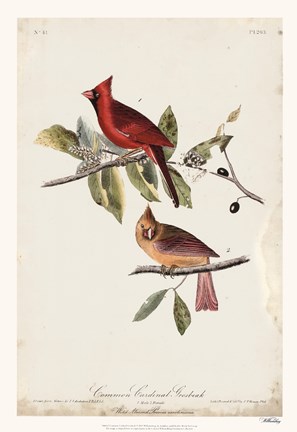 Framed Common Cardinal Grosbeak Print