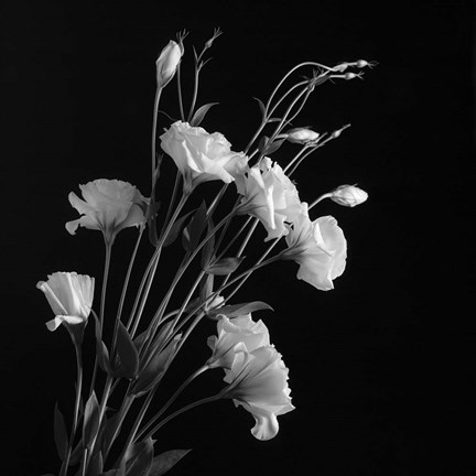 Framed White Flowers Gray Print