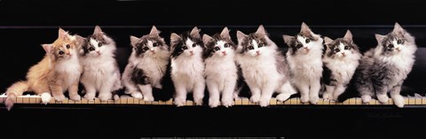 Framed Klassical Kittens Print
