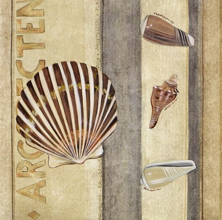Framed Shell Collage II Print