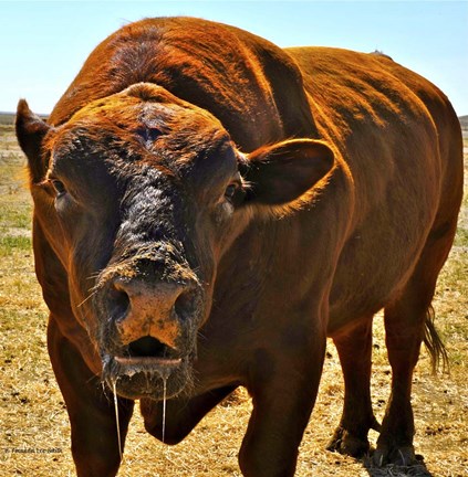 Framed Up Close and Personal Print