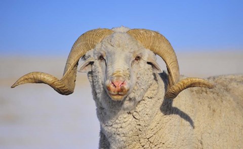 Framed Large Ram Print