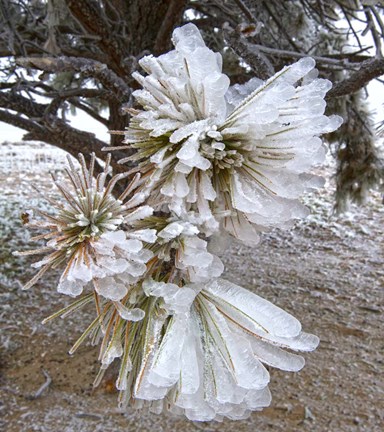Framed Pine Needles and Ice Print