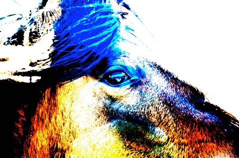 Framed Mustang Sally Print