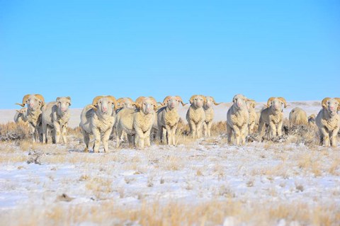 Framed Line Em Up Rams Print