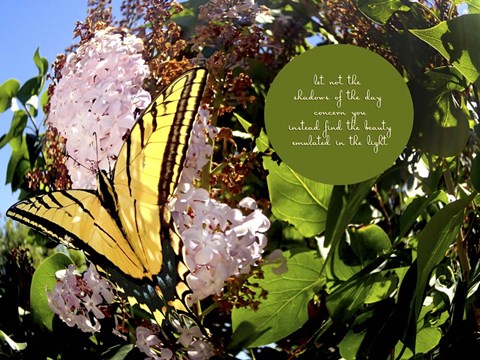 Framed Junes Yellow Monarch Print