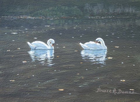 Framed Preening Swans Print