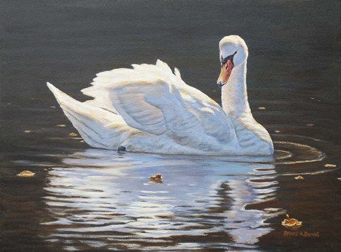 Framed Illuminated Swan Print