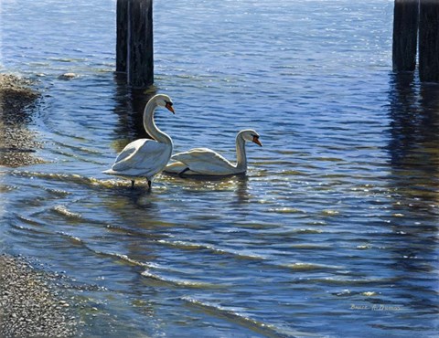 Framed Glistening Water Swans Print
