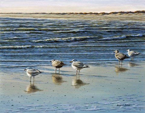 Framed Cape May Herring Gulls Print