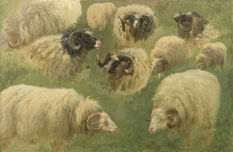 Framed Black-Faced Ram and Sheep, 10 studies Print
