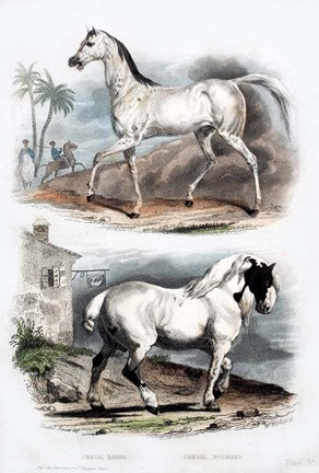 Framed Pair of Horses Print