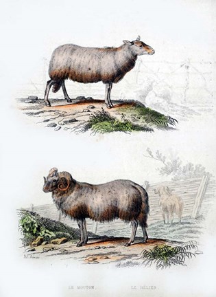 Framed Sheep and Ram Print