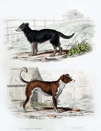 Framed Pair of Dogs IV Print