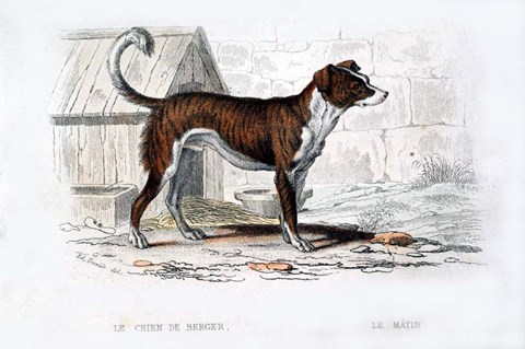 Framed Dog VIII Print