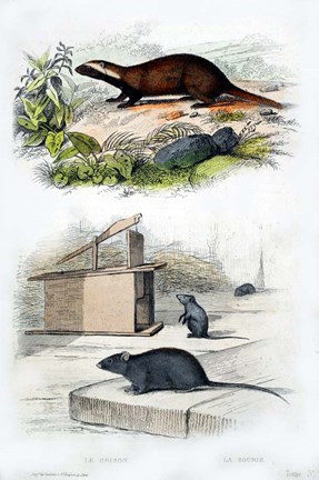 Framed Badger and Mouse Print