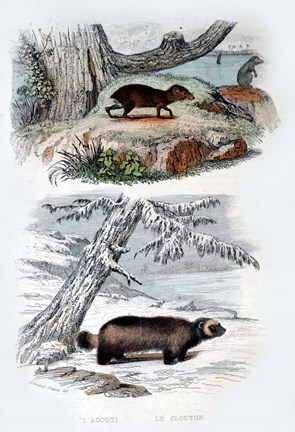 Framed L&#39;Agouti, Le Glouton Print