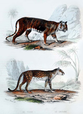 Framed Tiger and Leopard Print
