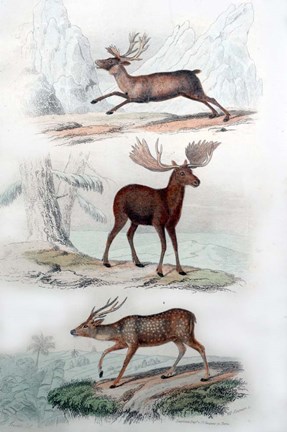 Framed Stag, Elk and Deer Print