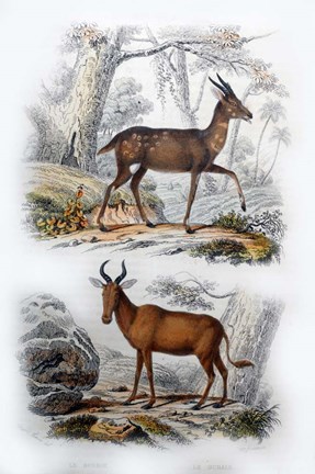 Framed Le Bosbok, Le Bubale Print