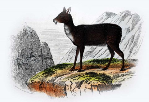 Framed Mammal III Print