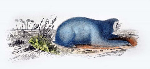 Framed Mammal II Print