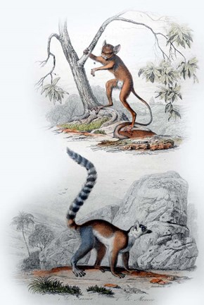 Framed Pair of Monkeys I Print